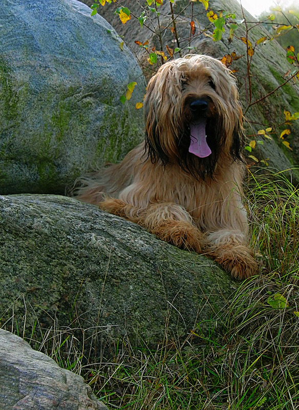 Hütehund, alles unter Kontrolle....