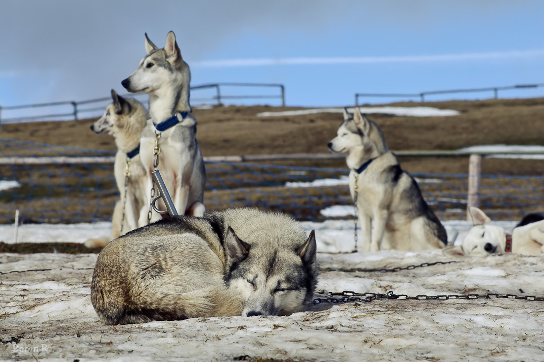 Schlittenhunde