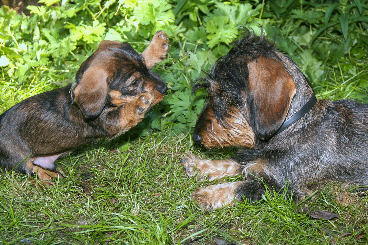 "Hab Dich!"