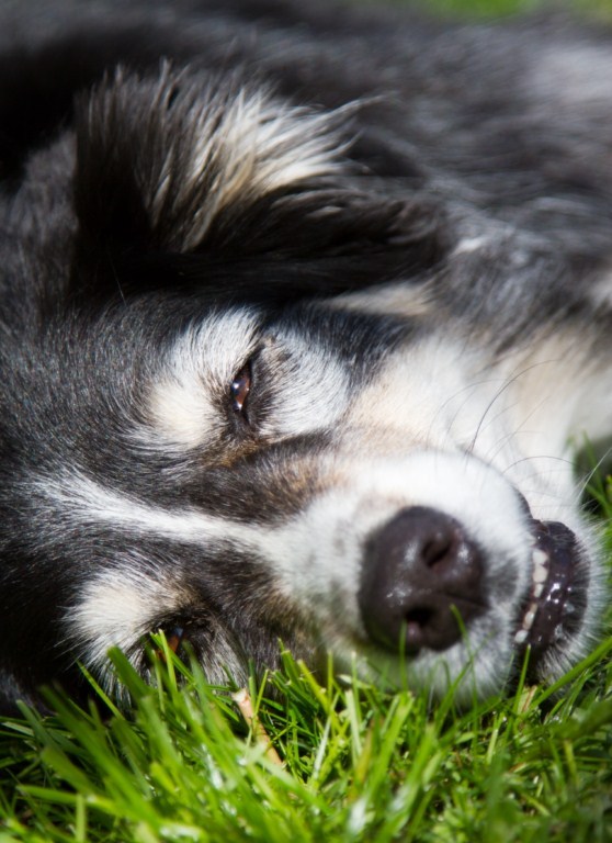 DogRelax