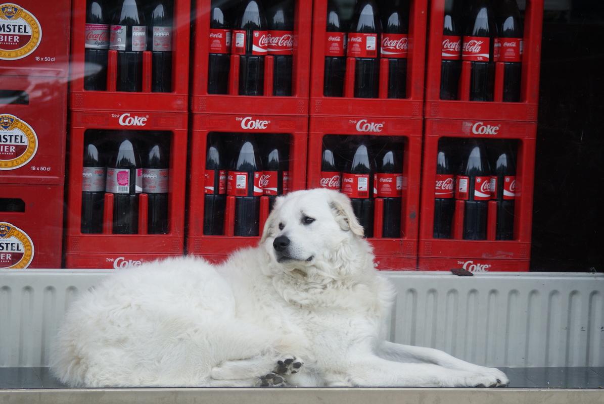 Der coke Hund