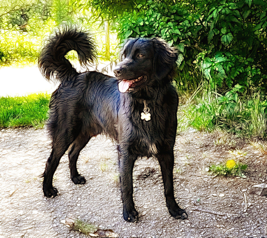 Mein Hund Lucky