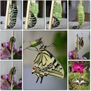 von der Raupe zum Schmetterling