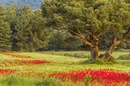 Mohn unter Pinie
