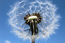 Pusteblume !