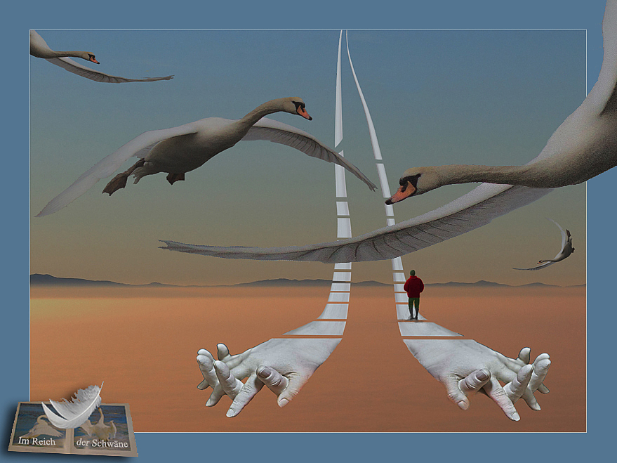Im Reich der Schwäne
