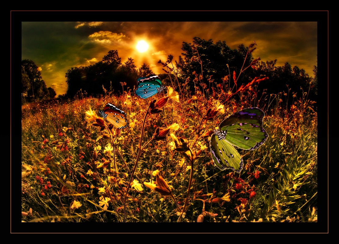 die schmetterlingswiese...