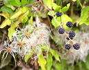 Fotos_Früchte & Beeren