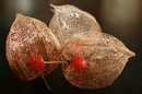 Physalis alkekengi