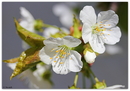 Fotos_Früchte & Beeren