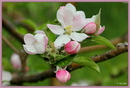 Fotos_Früchte & Beeren