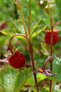 Fotos_Früchte & Beeren