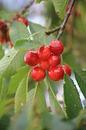 Fotos_Früchte & Beeren