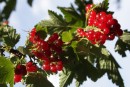 Fotos_Früchte & Beeren