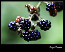 * Brombeeren *
