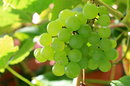 Fotos_Früchte & Beeren