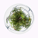 Fotos_Früchte & Beeren