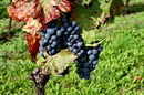 Fotos_Früchte & Beeren