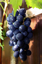frische Weintraubenernte