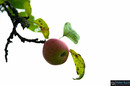 Fotos_Früchte & Beeren