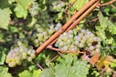Rieslingtrauben - kurz vor der Weinlese