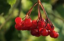 Fotos_Früchte & Beeren