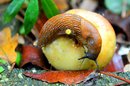 Apfel und Schnecke ....
