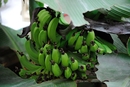 Bananen