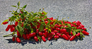 Fotos_Früchte & Beeren
