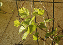 Fotos_Früchte & Beeren