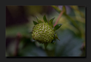 Fotos_Früchte & Beeren