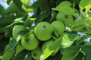 Äpfel am Baum