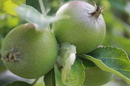 Fotos_Früchte & Beeren