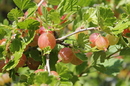 Fotos_Früchte & Beeren