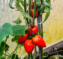 Fotos_Früchte & Beeren