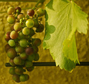 Fotos_Früchte & Beeren
