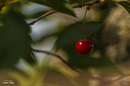 Fotos_Früchte & Beeren