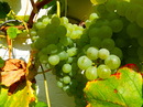 Fotos_Früchte & Beeren