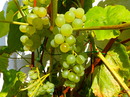 Fotos_Früchte & Beeren