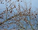Fotos_Früchte & Beeren