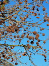 Fotos_Früchte & Beeren