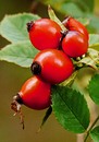 Fotos_Früchte & Beeren
