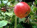 Apfel