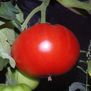 Monstertomate
