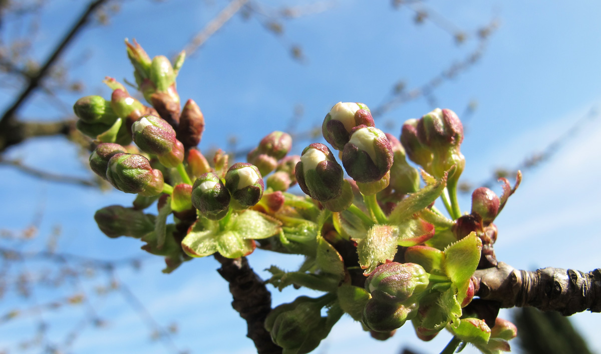 Kirschblütenknospen