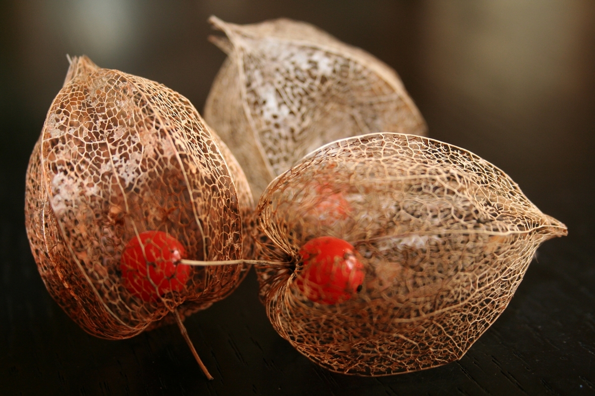 Physalis alkekengi