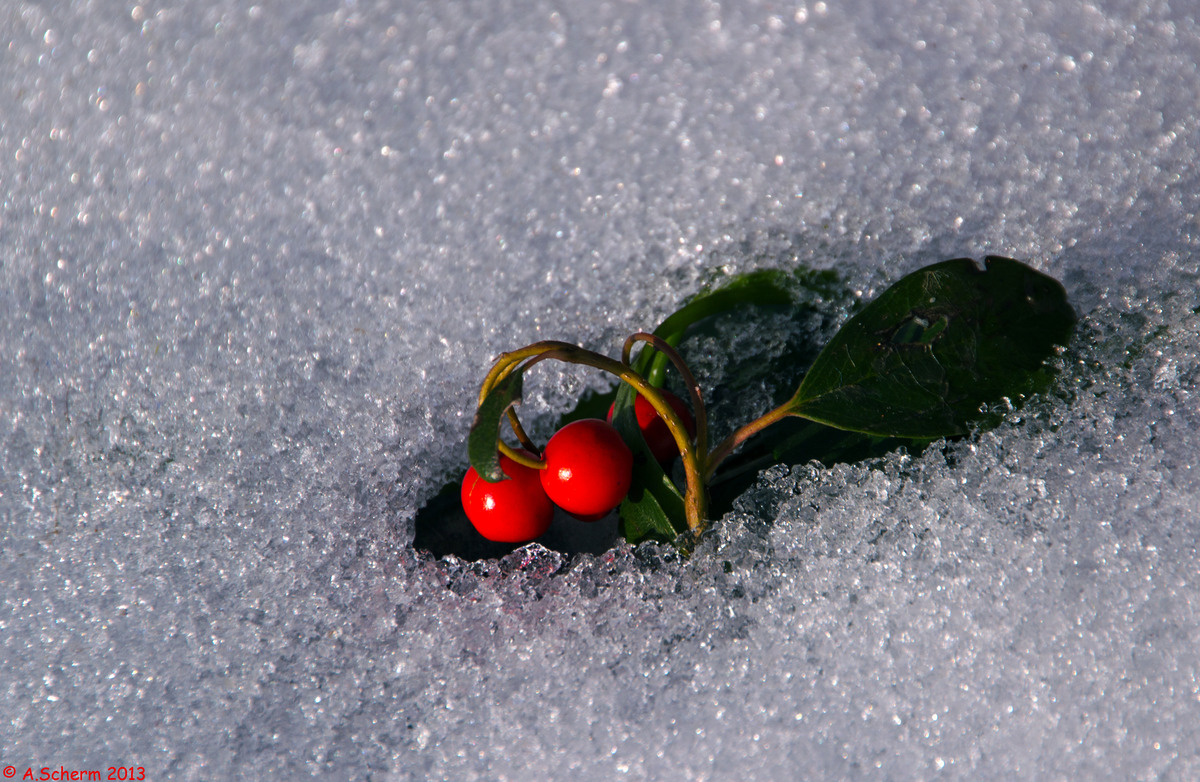 Schneegeburt