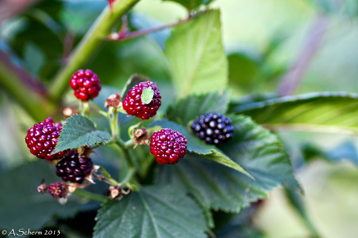 Ein Besucher auf den Beeren