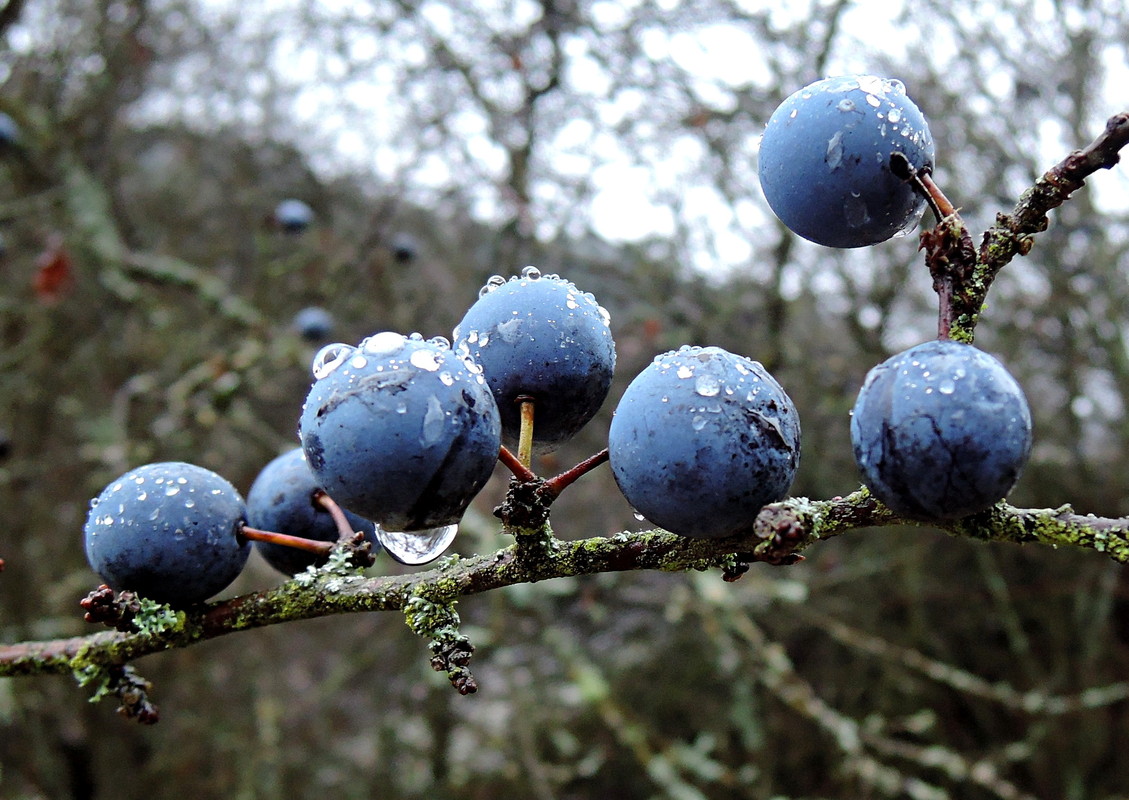 Schlehen...reif zum Ernten