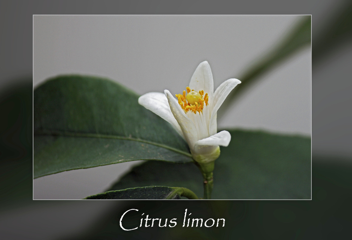 Citrus Limon